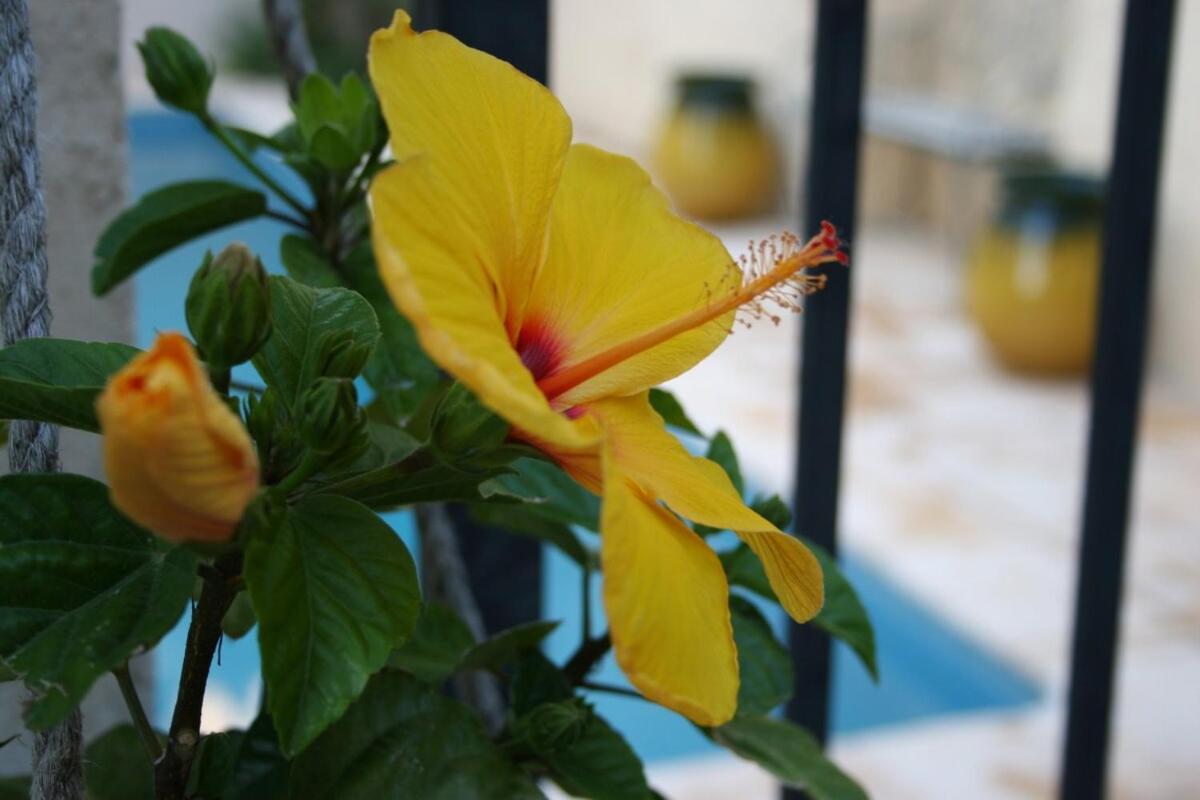 Maison Pelissier Bed And Breakfast With Sweeming Pool Cuxac-dʼAude Buitenkant foto